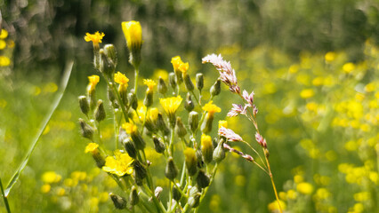 Horizontal close-up of blooming yellow wildflowers and a purple meadow grass flower in a sunlit summer field. Vibrant natural colors and soft bokeh background