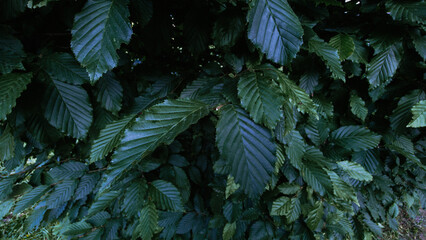 Horizontal macro shot of layered green leaves with cold-toned light and deep shadows. A calm natural texture perfect for eco branding, background design, and artistic visuals.