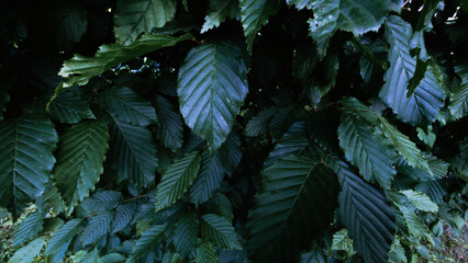 Horizontal macro view of blue-toned green leaves with visible veins and layered textures. A calm...