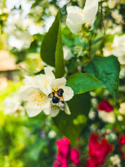 Macro shot of a hoverfly feeding on white jasmine flowers in a summer garden. Bright, colorful...