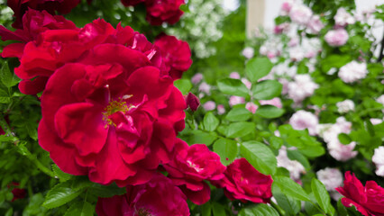 Red roses in full bloom on the left, contrasted by blurred pale pink flowers and green foliage in the background. A colorful garden composition with natural daylight.