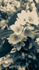 Sepia-toned close-up of jasmine blossoms with soft focus and vintage mood. Artistic vertical...