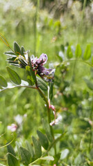 Vertical close-up of a blooming wild vetch plant with purple and white petals and green compound leaves. Captured in natural sunlight with a soft, dreamy meadow background.