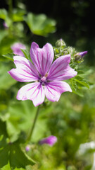 Obraz premium Vertical close-up of a single pink wildflower with purple veins in full bloom, captured in bright sunlight. A vivid botanical portrait with natural softness and clarity.