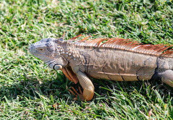 Reptile animal in nature. Wildlife zoo in jungle. Iguana lizard in tropical jungle. American iguana herbivorous lizard. Exotic iguana reptile. Exotic pet. Wildlife fauna. Large iguana tail