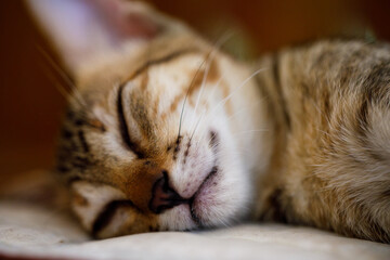 Closeup of sleeping kitten with soft fur and relaxed whiskers