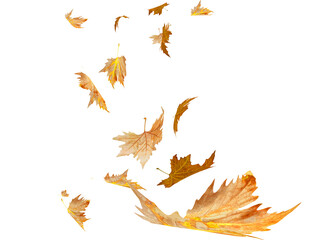 leaf leaves falling down in autumn season background