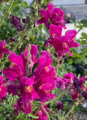 Snapdragon or Antirrhinum australe purple flowers close up.Selective focus.