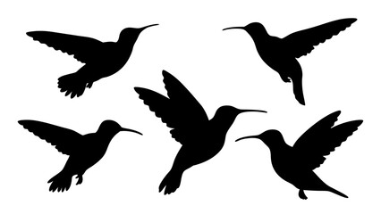 humming bird silhouette vector illustration on tranparent background