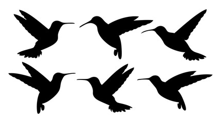 humming bird silhouette vector illustration on tranparent background