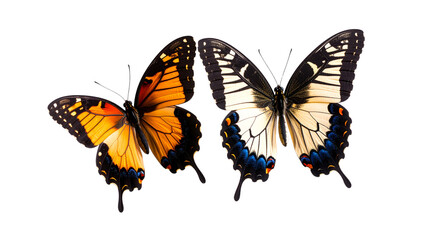 Obraz premium Two butterflies isolated on a white background