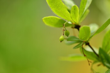 Berberis koreana - Korean Barberry Shrub with Green Leaves, Spines and Red Berries