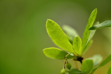 Berberis koreana - Korean Barberry Shrub with Green Leaves, Spines and Red Berries