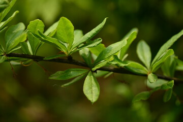 Berberis koreana - Korean Barberry Shrub with Green Leaves, Spines and Red Berries
