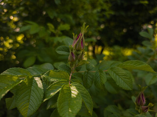 Close-up of rosebuds surrounded by lush green leaves with warm sunlight filtering through. A...