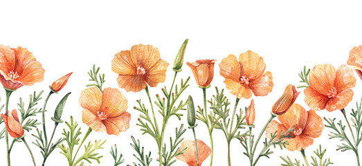 Seamless Borders with Hand-Painted California Poppy Flowers on White Background