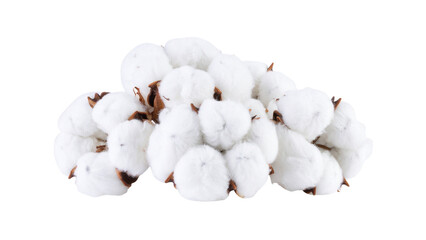 Cotton flower isolated on white background, full depth of field
