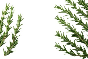 Obraz premium Green rosemary sprigs are artistically arranged on a bright white background, ideal for recipes