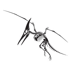 The legacy of flight – Pteranodon skeleton silhouette and detailed Pteranodon skeleton vector – dinosaur skeleton silhouette   © Vectorhub