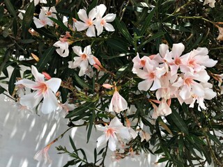Creamy pinkish Laurel Blossom. Laurel Flower isolated in Bloom. Laurel Flower Closeup. Creamy...