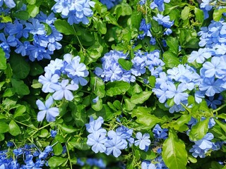 A vibrant cluster of blooming blue plumbago (sky flowers) with lush green leaves. Perfect for nature themes, garden visuals, floral backgrounds, or botanical stock imagery.
