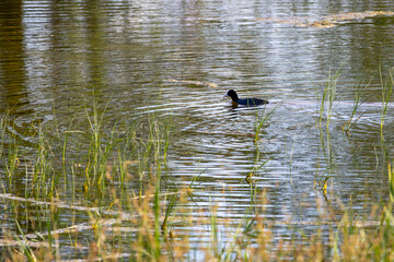 Eurasian coot swimming in pond surrounded by grass blades