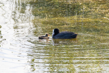 Eurasian coot swimming with chick in lake water