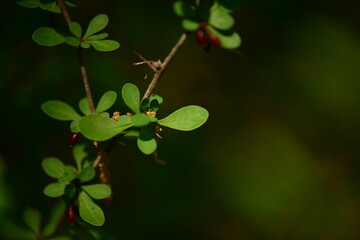 Berberis thunbergii - Japanese Barberry Shrub with Red Berries and Spiny Branches