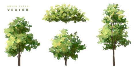 Vector of green tree side view isolated on white background ,watercolor tree elevation for landscape concept,environment scene,eco design, garden for spring