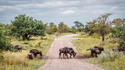 Small group of Blue wildebeest walking on safari gravel road in greater Kruger park, South Africa ;...