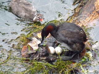Little Grebe parent and child