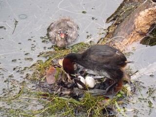 Little Grebe parent and child