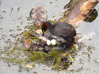 Little Grebe parent and child