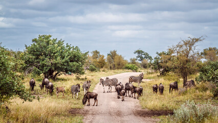 Large group of Plains zebra and blue wildebeest on safari gravel road in Greater Kruger National...