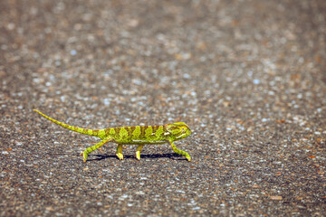 Flap-necked chameleon walking on tar road in Greater Kruger National park, South Africa ; Specie Chamaeleo dilepis family of Chamaeleonidae