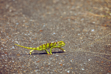 Flap-necked chameleon walking on tar road in Greater Kruger National park, South Africa ; Specie Chamaeleo dilepis family of Chamaeleonidae
