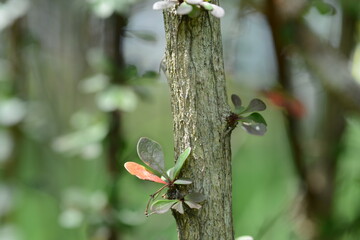 Berberis thunbergii f. atropurpurea - Japanese Purple Barberry with Dark Leaves and Yellow Flowers