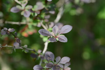 Berberis thunbergii f. atropurpurea - Japanese Purple Barberry with Dark Leaves and Yellow Flowers