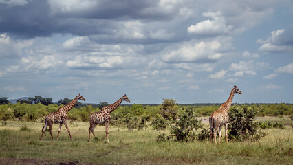 Three Giraffes in lowland in Kruger National park, South Africa   Specie Giraffa camelopardalis family of Giraffidae © PACO COMO