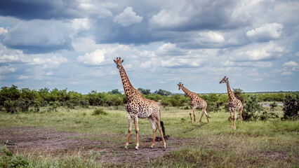 Three Giraffes in lowland in Kruger National park, South Africa   Specie Giraffa camelopardalis family of Giraffidae © PACO COMO