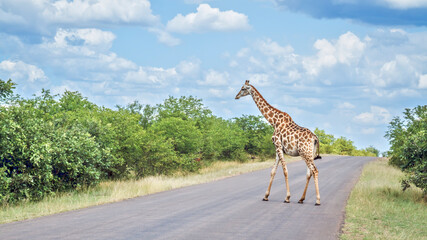 Giraffe crossing safari road in Kruger National park, South Africa ; Specie Giraffa camelopardalis...