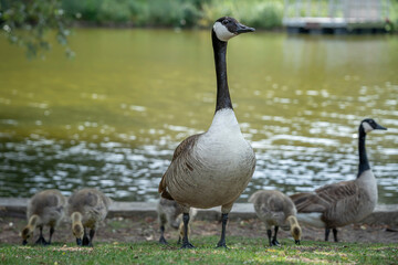 Obraz premium Paris, France - 06 09 2025: Park Buttes Chaumont. A pair of geese and their young walk to find food near the lake