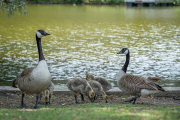 Paris, France - 06 09 2025: Park Buttes Chaumont. A pair of geese and their young walk to find food near the lake