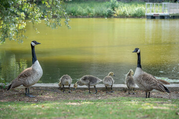 Paris, France - 06 09 2025: Park Buttes Chaumont. A pair of geese and their young walk to find food near the lake