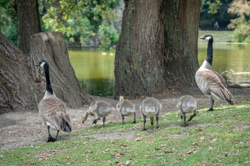 Paris, France - 06 09 2025: Park Buttes Chaumont. A pair of geese and their young walk to find food near the lake