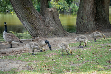 Paris, France - 06 09 2025: Park Buttes Chaumont. A pair of geese and their young walk to find food near the lake