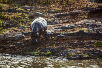 Hippopotamus female and baby walking along river in greater Kruger National park, South Africa ;...