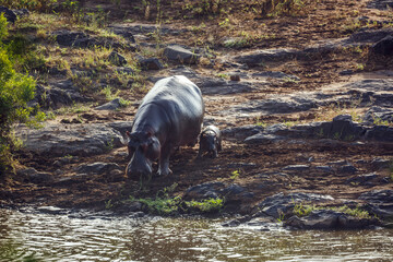Hippopotamus female and baby walking along river in greater Kruger National park, South Africa ;...