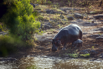 Hippopotamus female and baby walking along river in greater Kruger National park, South Africa ;...