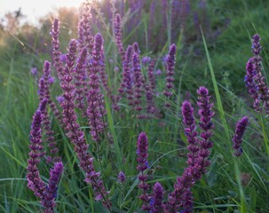 Blooming purple wild flowers in a summer meadow under soft sun rays at sunset. Natural nature background for design